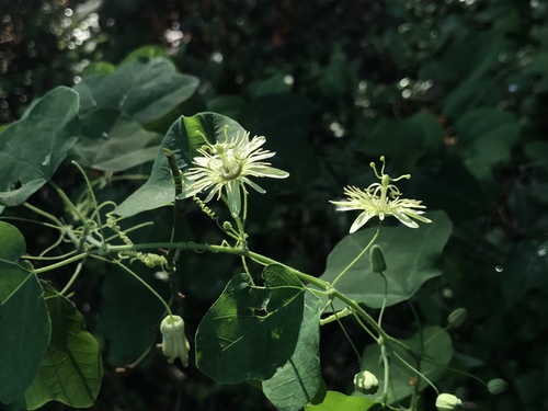Passiflora lutea (yellow passionflower) (alternate view 9)