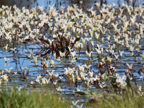 Aponogeton distachyos (alternate view 8)