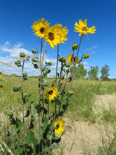 Helianthus mollis (ashy sunflower)