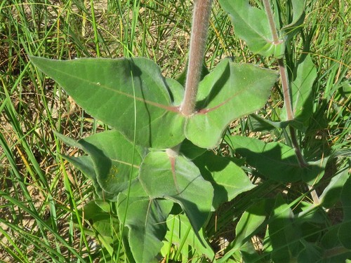 Helianthus mollis (ashy sunflower) (alternate view 2)