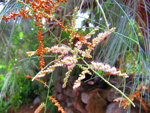 Tamarix ramosissima (saltcedar) (alternate view 2)
