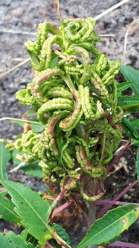 Rhus glabra (smooth sumac)