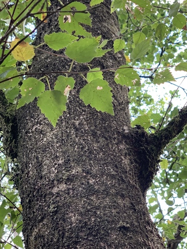 Betula pubescens (Downy Birch)