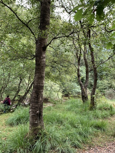 Betula pubescens (Downy Birch)