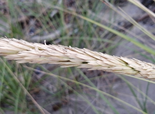 Calamagrostis breviligulata (American marram grass) (alternate view 3)