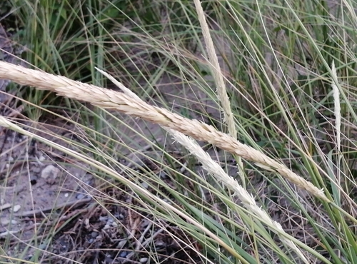 Calamagrostis breviligulata (American marram grass) (alternate view 4)