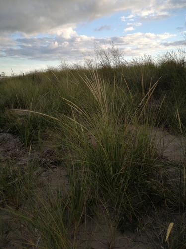 Calamagrostis breviligulata (American marram grass) (alternate view 5)