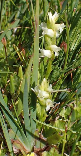Spiranthes × stellata (Starry Ladies'-Tresses)