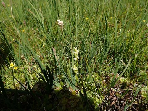 Spiranthes × stellata (Starry Ladies'-Tresses) (alternate view 2)