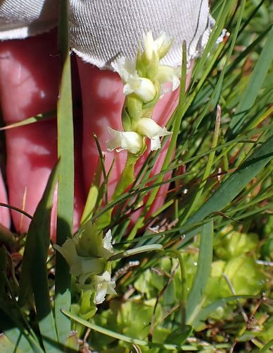 Spiranthes × stellata (Starry Ladies'-Tresses) (alternate view 3)