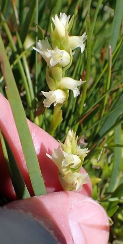 Spiranthes × stellata (Starry Ladies'-Tresses) (alternate view 4)