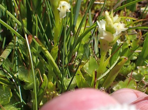 Spiranthes × stellata (Starry Ladies'-Tresses) (alternate view 5)
