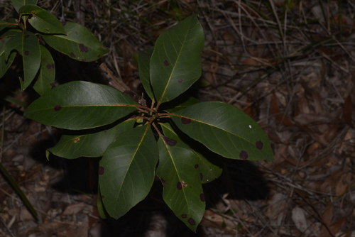 Lophostemon suaveolens (swamp box) (alternate view 5)