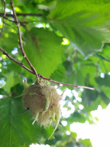 Corylus colurna (Turkish Hazelnut) (alternate view 3)