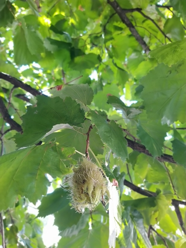 Corylus colurna (Turkish Hazelnut) (alternate view 4)