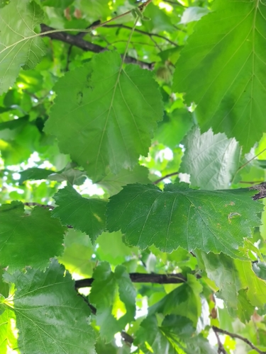 Corylus colurna (Turkish Hazelnut) (alternate view 5)