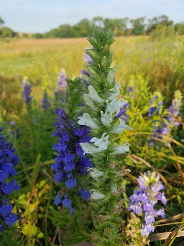 Lobelia siphilitica (Great Blue Lobelia)