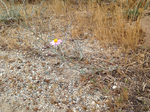Corethrogyne filaginifolia (California Aster) (alternate view 10)