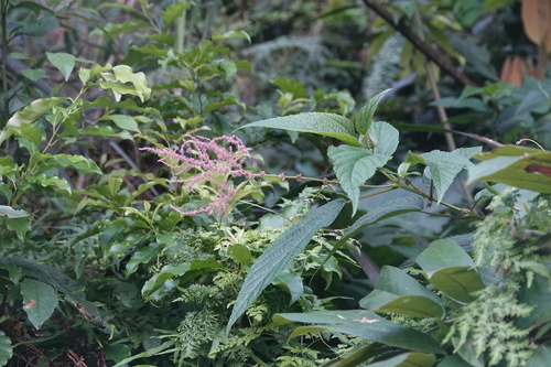 Boehmeria (false nettles and allies) (alternate view 5)