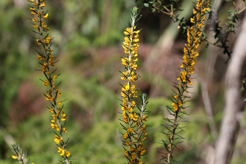 Aotus ericoides (Common Aotus) (alternate view 3)