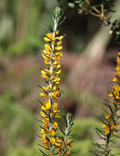 Aotus ericoides (Common Aotus) (alternate view 4)