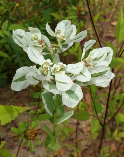 Euphorbia marginata (snow-on-the-mountain) (alternate view 4)