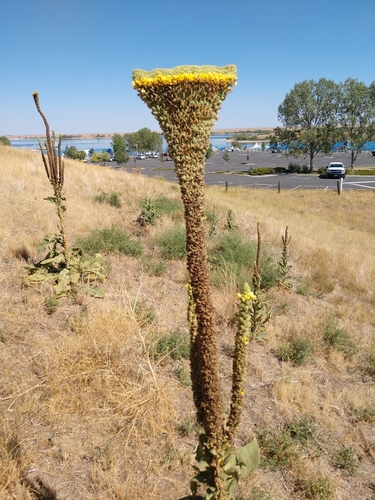 Verbascum thapsus (common mullein)