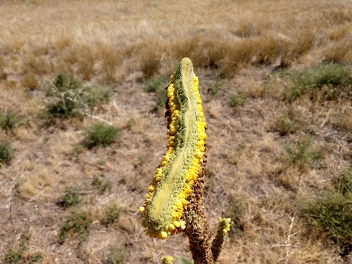 Verbascum thapsus (common mullein) (alternate view 2)