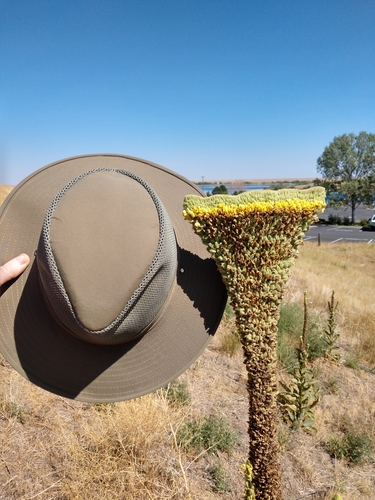 Verbascum thapsus (common mullein) (alternate view 3)