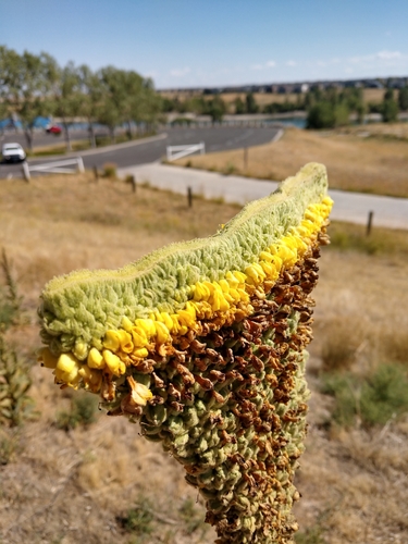 Verbascum thapsus (common mullein) (alternate view 4)