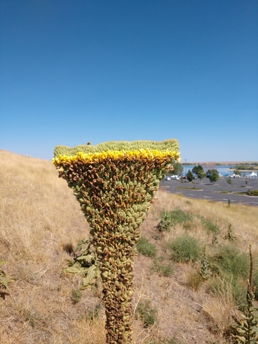 Verbascum thapsus (common mullein) (alternate view 5)