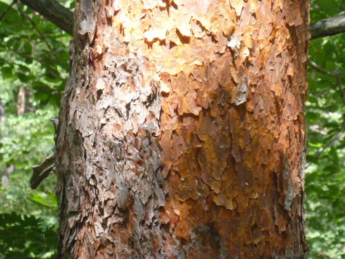 Pinus densiflora (Japanese Red Pine) (alternate view 3)