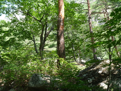 Pinus densiflora (Japanese Red Pine) (alternate view 4)