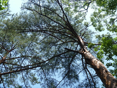 Pinus densiflora (Japanese Red Pine) (alternate view 5)