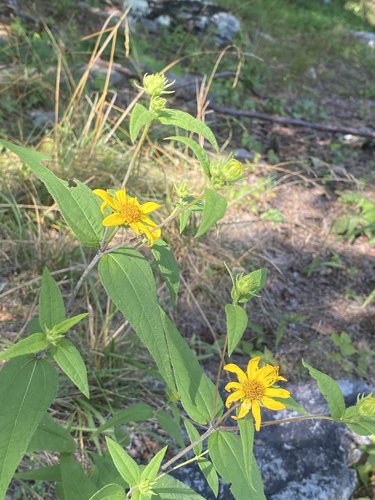 Helianthus divaricatus (woodland sunflower) (alternate view 5)