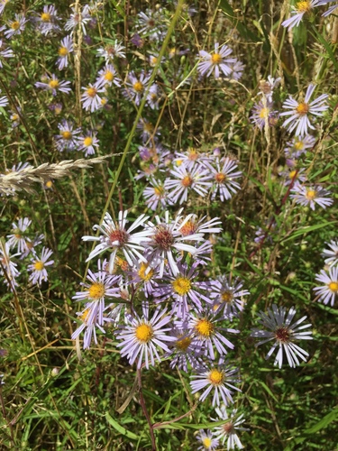 Symphyotrichum subspicatum (Douglas' aster) (alternate view 4)
