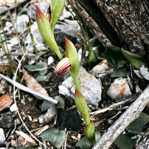 Pyrorchis nigricans (Red Beaks) (alternate view 8)