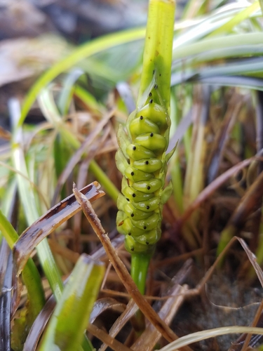 Phyllospadix (surfgrasses) (alternate view 2)