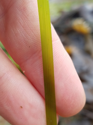 Phyllospadix (surfgrasses) (alternate view 3)