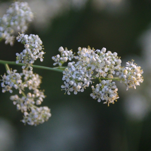 Lepidium latifolium (perennial pepperweed)