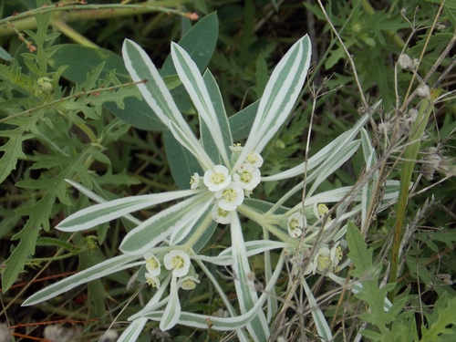 Euphorbia bicolor (snow-on-the-prairie) (alternate view 5)