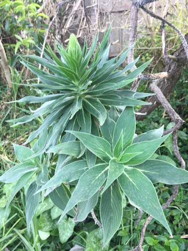 Echium candicans (Pride of Madeira) (alternate view 5)