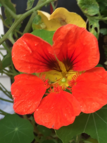 Tropaeolum majus (garden nasturtium)
