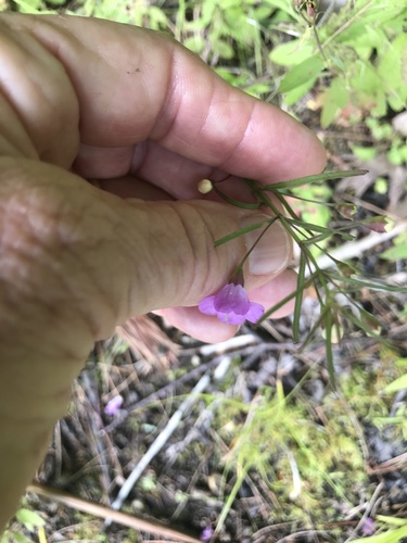 Agalinis tenuifolia (slender false foxglove) (alternate view 4)