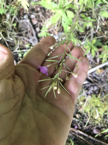 Agalinis tenuifolia (slender false foxglove) (alternate view 5)