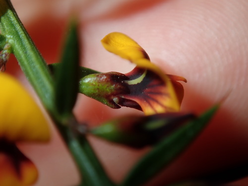Daviesia ulicifolia (gorse bitter pea) (alternate view 9)