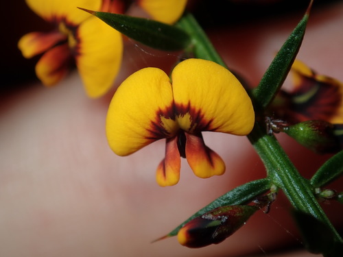 Daviesia ulicifolia (gorse bitter pea) (alternate view 8)