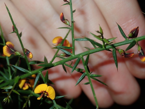 Daviesia ulicifolia (gorse bitter pea) (alternate view 10)