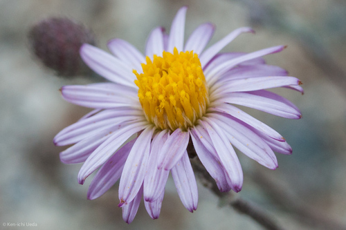 Corethrogyne filaginifolia (California Aster) (alternate view 6)