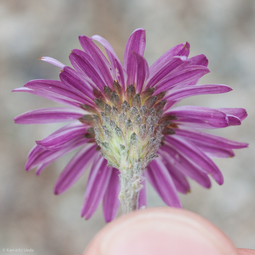 Corethrogyne filaginifolia (California Aster) (alternate view 8)